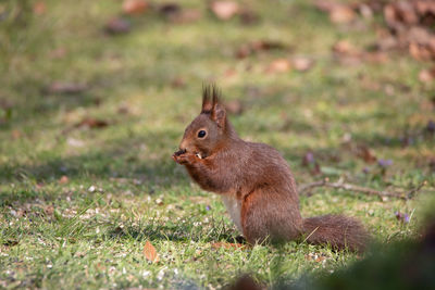 Squirrel collects sunflower seeds in the garden