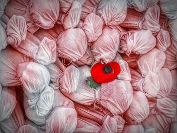 High angle view of red roses on bed