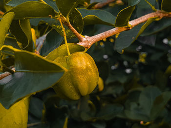 Close-up of fruit growing on tree