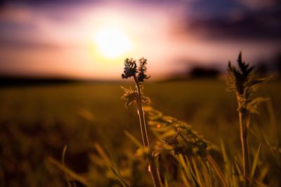 Close-up of wheat growing on field against sky at sunset