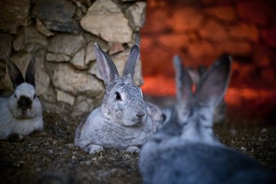 Close-up of rabbits at zoo