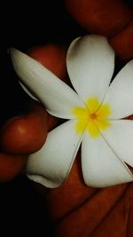 Close-up of flower against black background