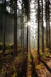 Sunlight streaming through trees in forest