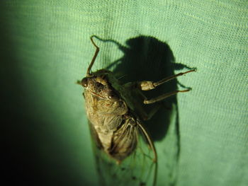 Close-up of insect on wall