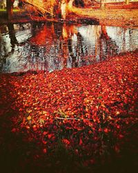 Close-up of reflection of trees in lake