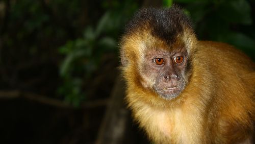 Close-up of monkey