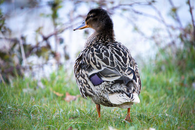 Close-up of bird perching on grass