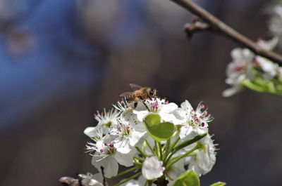 Close-up of bee pollinating flower