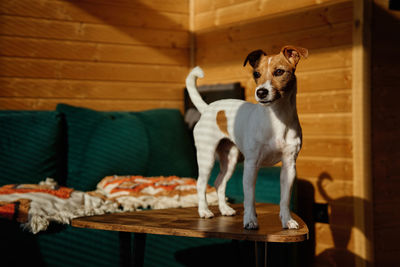 Dog relaxing on sofa in living room