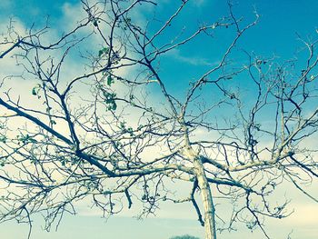 Low angle view of bare trees against blue sky