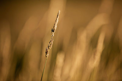 Close-up of stalks in wheat field