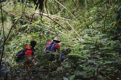 Rear view of people walking in forest, aberdare ranges, kenya 