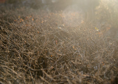 Close-up of dry grass on field