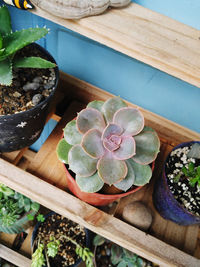 High angle view of succulent potted plants on wooden table