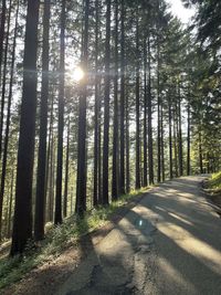 Road amidst trees in forest