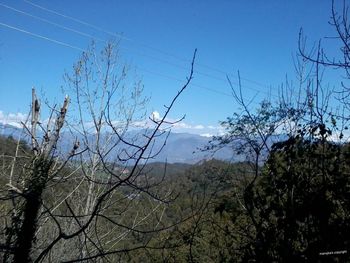 Bare trees on landscape against sky