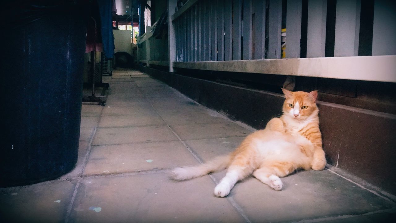 domestic, pets, mammal, domestic animals, cat, one animal, domestic cat, vertebrate, feline, flooring, relaxation, footpath, architecture, full length, people, city, lying down, tiled floor, whisker