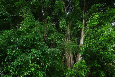 Trees and plants growing in forest