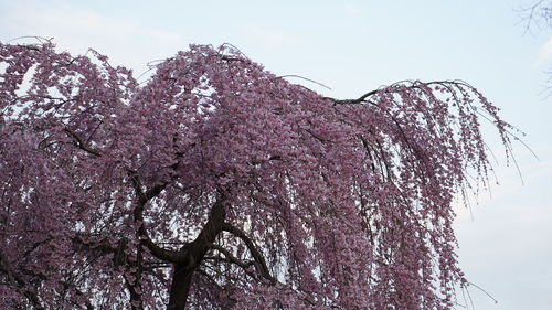 Low angle view of blooming tree against sky