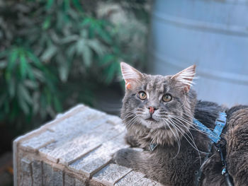 Portrait of cat relaxing on wood