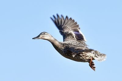 Low angle view of seagull flying