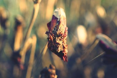 Close-up of dried plant on field