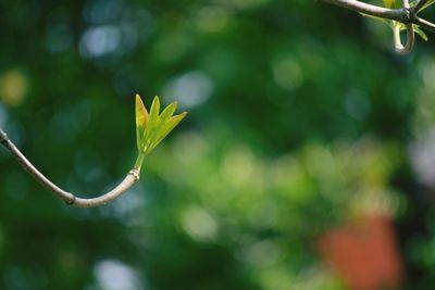 Close-up of a plant