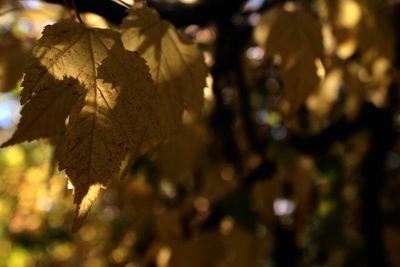 Close-up of leaves on tree trunk