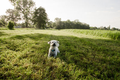 Cavallier and westie, dogs playing together summer day on field in hengelo, gelderland, netherlands.