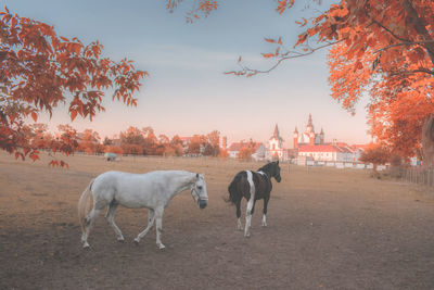 Horses in a field