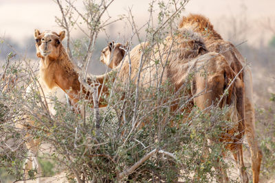 Middle eastern camels in the desert near al ain, uae