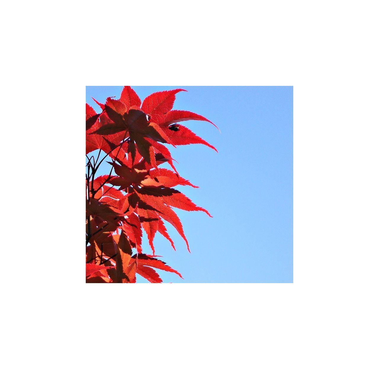 CLOSE-UP OF RED MAPLE LEAVES AGAINST CLEAR SKY