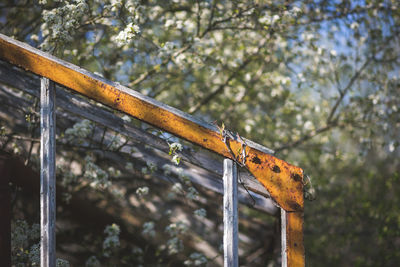 Low angle view of rusty metal fence against trees