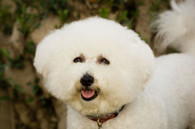 Close-up portrait of white dog standing outdoors