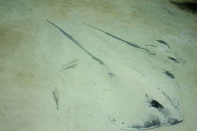 Close-up of bird on snow