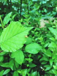 Close-up of green leaves