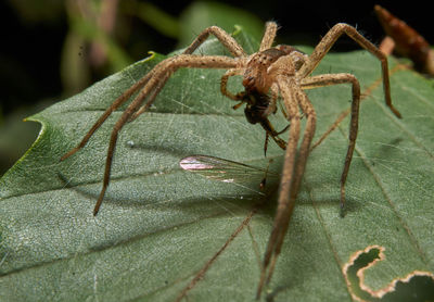 Close-up of spider on leaf
