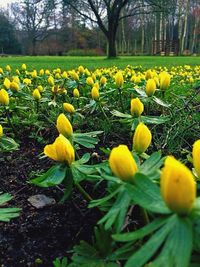 Close-up of yellow flowers blooming in field