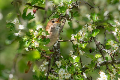 Squirrel on tree