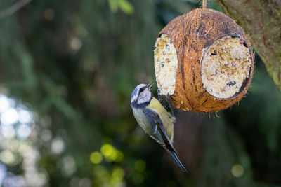 Close-up of a bird feeder