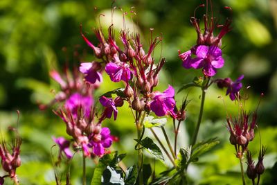 Close-up of butterfly pollinating on pink flowering plant