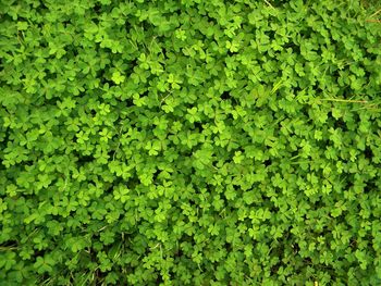 Full frame shot of green leaves