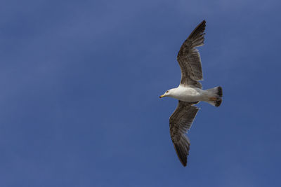 Low angle view of seagull flying in sky