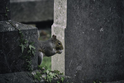 Close-up of squirrel on wall