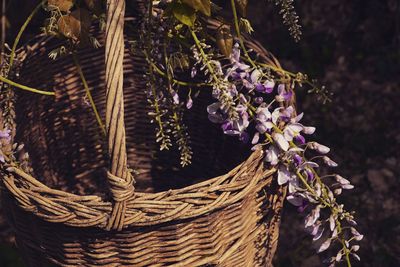 Close-up of lavender hanging on plant