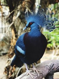 Close-up of bird perching on wood