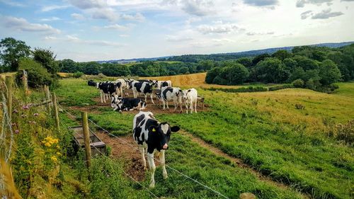 Cows on grassy field against sky