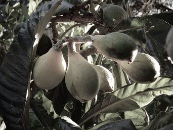 Close-up of fruits growing on tree