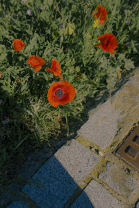 High angle view of orange flowering plants