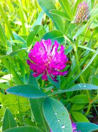 Close-up of pink flowers